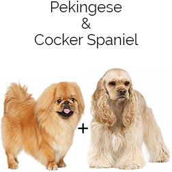 Cockinese Dog